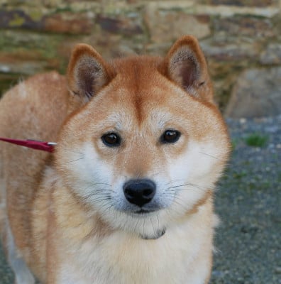 Étalon Shiba - Thorine De La Source Des Rochettes