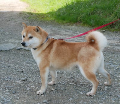 Étalon Shiba - Tootsy De La Source Des Rochettes