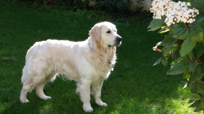Étalon Golden Retriever - APPLE des carrieres de poincy