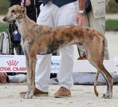 Étalon Galgo Español (levrier espagnol) - CH. cocolores MAMBO