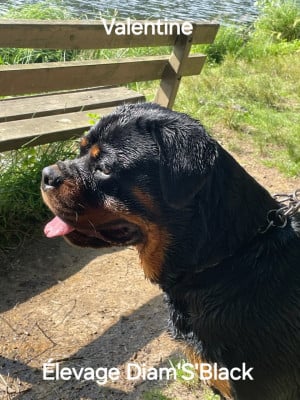 Diams Black Valentine