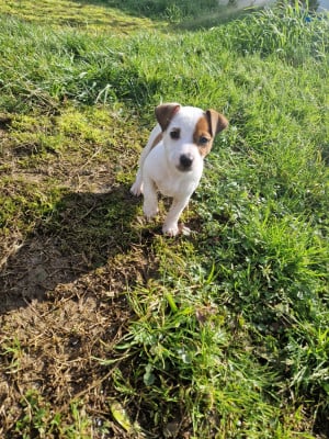 Étalon Jack Russell Terrier - Asteroid Elektra De La Colombe Martiniquaise