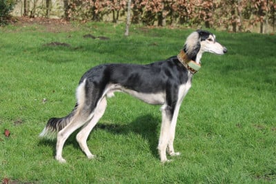 Étalon Saluki - Al Hfifa Saluk areisei azad