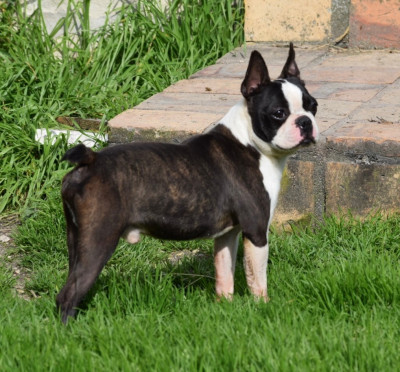 Étalon Boston Terrier - Un soir de pleine lune Du grand fresnoy