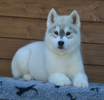 Étalon Siberian Husky - ARTICA des rèves polaires