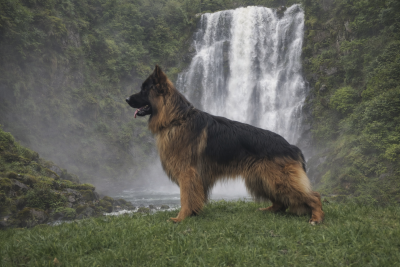 Étalon Berger Allemand Poil Long - Vauban des cascades de lusy