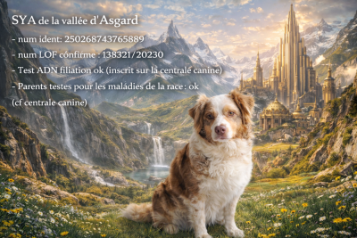 Étalon Berger Australien - Sya de la vallée d'Asgard (Sans Affixe)