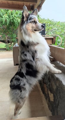 Étalon Berger Américain Miniature - (Sans Affixe) Rover du pic d'espade