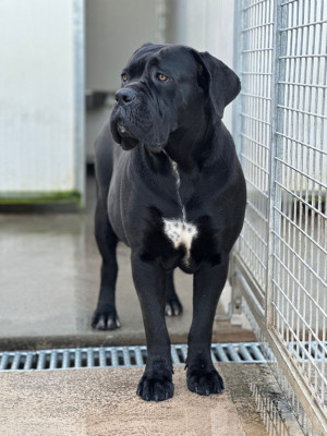 Étalon Cane Corso - Indian Dell'invictum pugnax