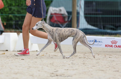 Étalon Whippet - Time off my life Du Domaine Rose Chardon