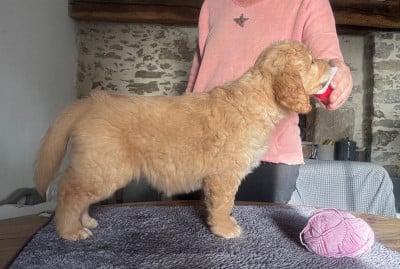 Étalon Golden Retriever - A Little flower De L'Appel Du Large