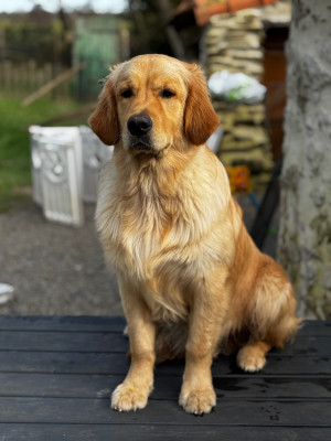 Étalon Golden Retriever - Pajula Tricky Dicky