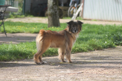 Étalon Berger des Pyrenees à face rase - Sakura Jolie Fleur Des Coquelicots De L'Adour