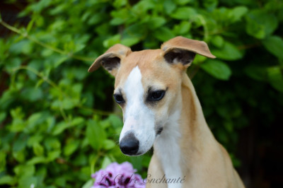 Étalon Whippet - Ullya Du Haras Eclair Horside'whip