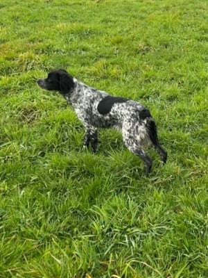 Étalon Epagneul Breton - des hautes pousterles ALYA