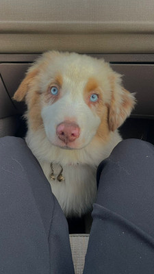 Étalon Berger Australien - Western And Co Aventurine