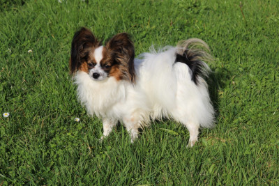 Étalon Epagneul nain Continental (Papillon) - Aponi Du Royaume Des Licornes