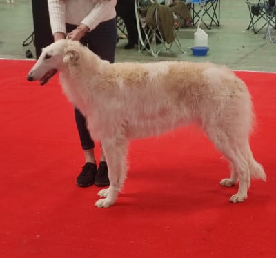 Étalon Barzoi - CH. UGLESHA de l'hermitage d'eole