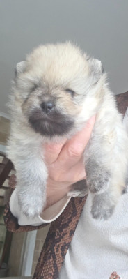 Étalon Spitz allemand - Bouille d'amour du jardin de Mesoz