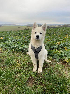 Étalon Berger Blanc Suisse - Royals of White Mountain ICE Amarok