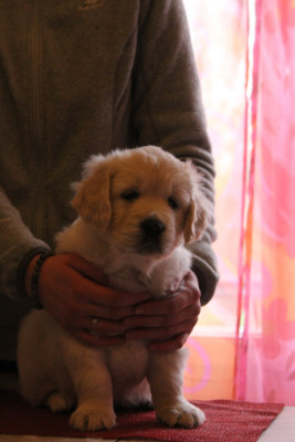 Étalon Golden Retriever - A Golden ticket De L'Or De Lizzy