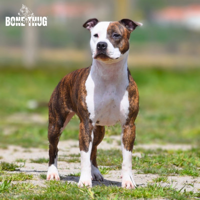 Étalon American Staffordshire Terrier - Urka Bone Thug and Amstaffordshire (Sans Affixe)