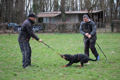 Étalon Rottweiler - Borntobewild Vom godewind