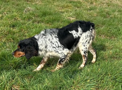 Étalon Epagneul Breton - (Sans Affixe) ABBY