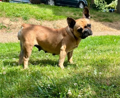 Étalon Bouledogue français - Solly des terres de bourguenailles