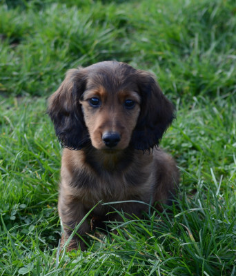 Étalon Teckel poil long - Arthur Pendragon du Chemin de L'Espoir