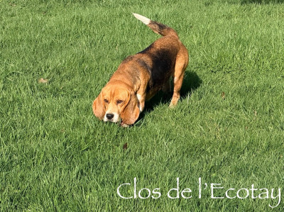 Étalon Beagle - Tequila (Sans Affixe)