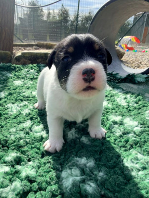 Étalon Jack Russell Terrier - BELLA ITALIA Des Niglots Du Gard