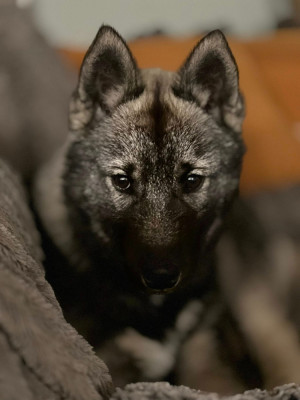 Étalon Siberian Husky - Artik Des Origines Du Vercors