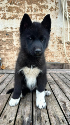 Étalon Siberian Husky - Arès Des Origines Du Vercors