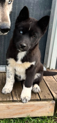 Étalon Siberian Husky - Arcane Des Origines Du Vercors
