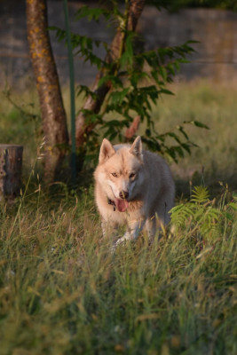 Étalon Siberian Husky - TOUNDRA REQUIEM FOR A DREAM Des Origines Du Vercors
