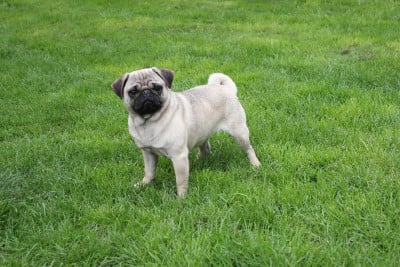 Étalon Carlin - VIOLETTA De Magnifique River