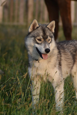 Étalon Siberian Husky - Thayko Kit Des Origines Du Vercors
