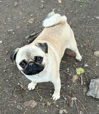 Étalon Carlin - UKY Of Bully's Leine