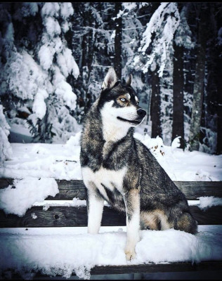 Étalon Siberian Husky - Onyx Des Flocons Sibériens
