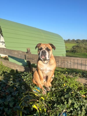 Étalon Bulldog continental - U2 De Lap De Bourg