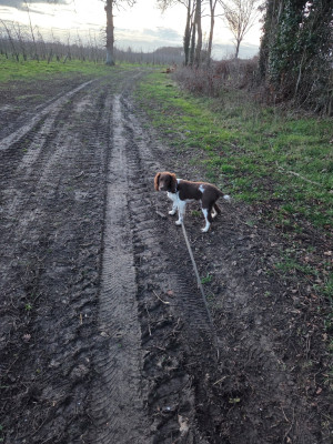 Étalon English Springer Spaniel - Apache Des Voix D'Hyris