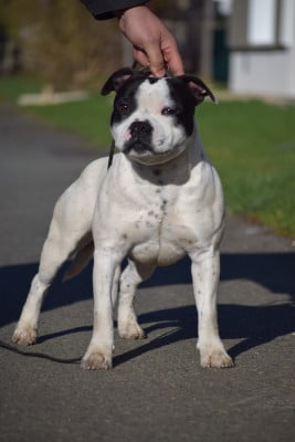 Étalon Staffordshire Bull Terrier - Karukera Empire Joker