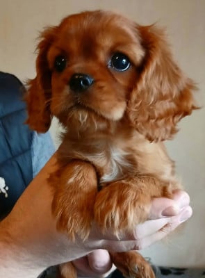 Étalon Cavalier King Charles Spaniel - Aïka Des Petits Anges Noirs