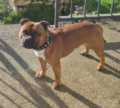 Étalon Staffordshire Bull Terrier - Vickings De La Furia Roja