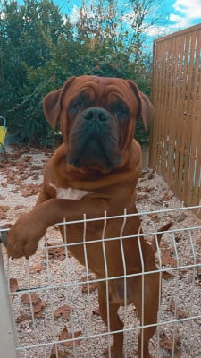 Étalon Dogue de Bordeaux - Viktor Des Titans des peupliers Titre Initial