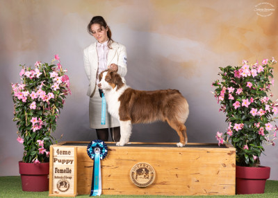 Étalon Berger Australien - Shepherd of paradise V'Rav