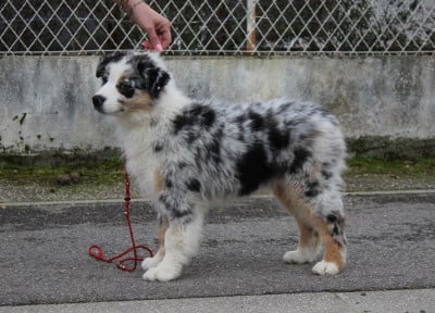 Étalon Berger Australien - Azia Hansdome de la Plaine Ariègeoise