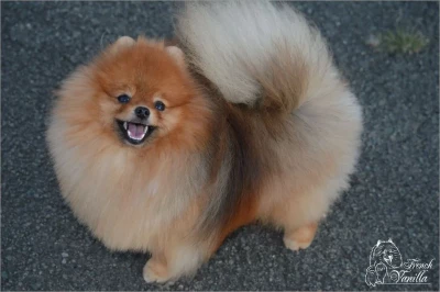 Étalon Spitz allemand - Baankanom's Sawasdee Toby French Vanilla