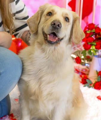 Étalon Golden Retriever - V'perla Des Lords Du Nord